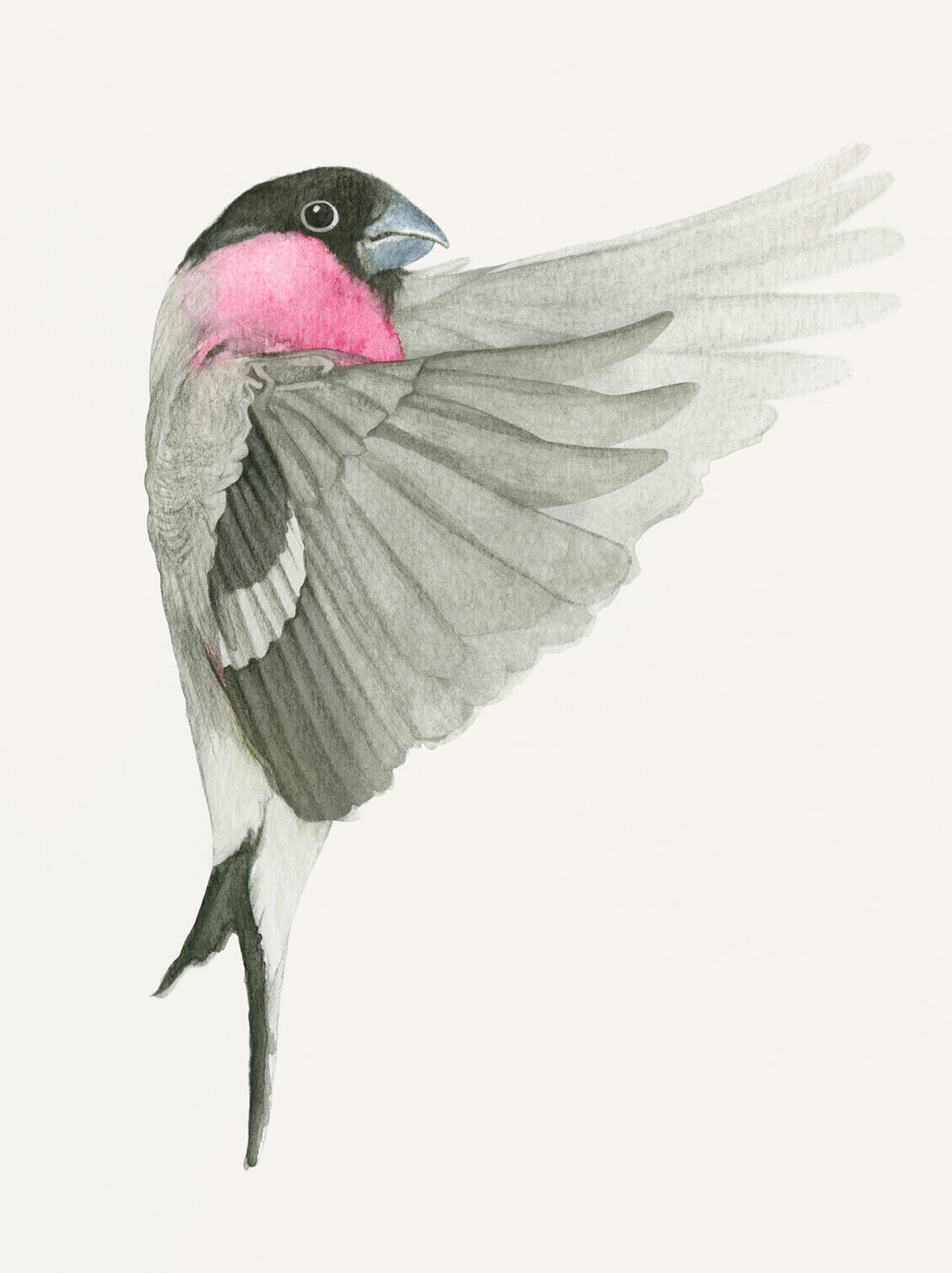 Helena Frank Birdie illustration